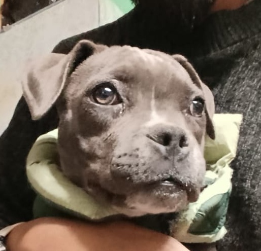 NOVA