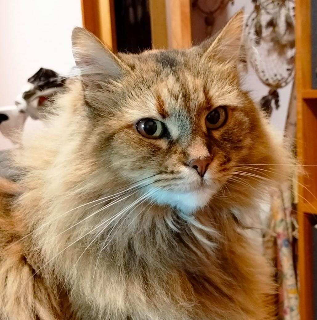 PADME