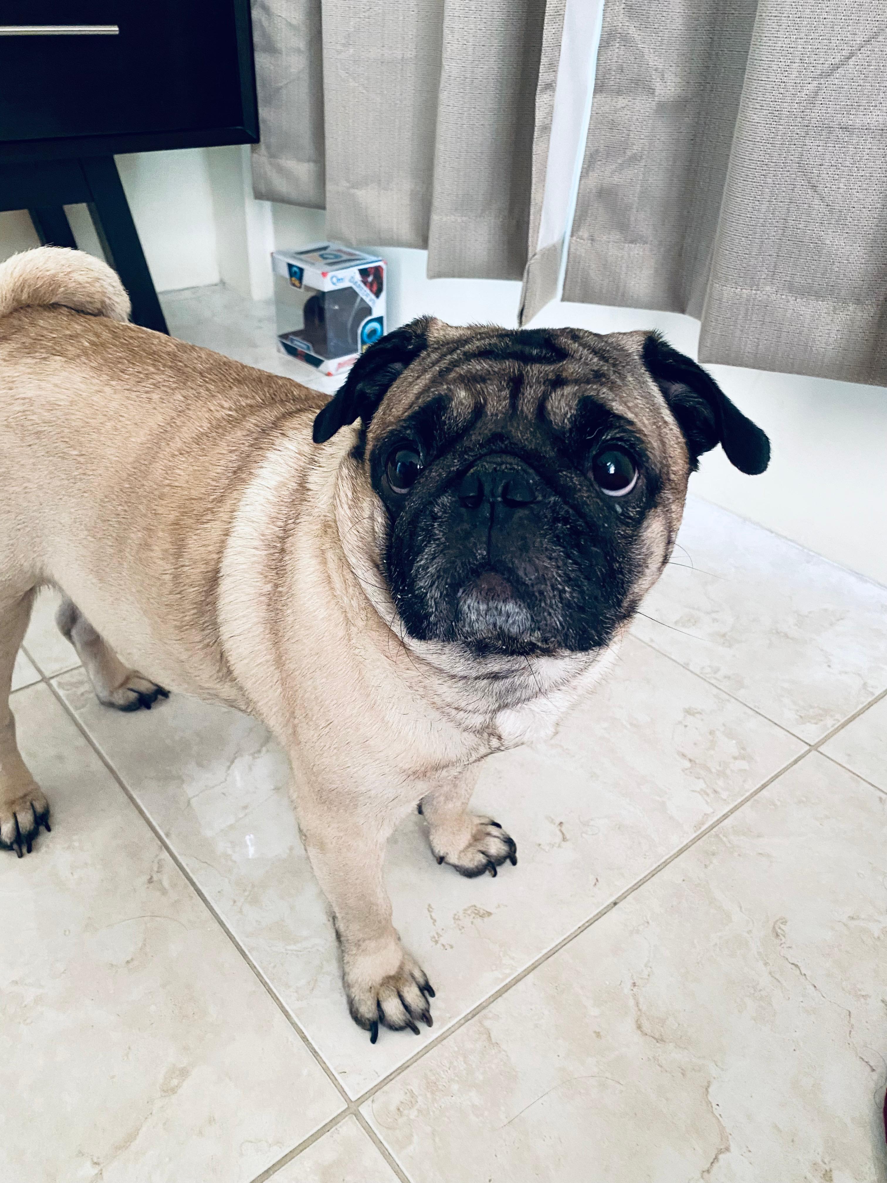 ROCCO