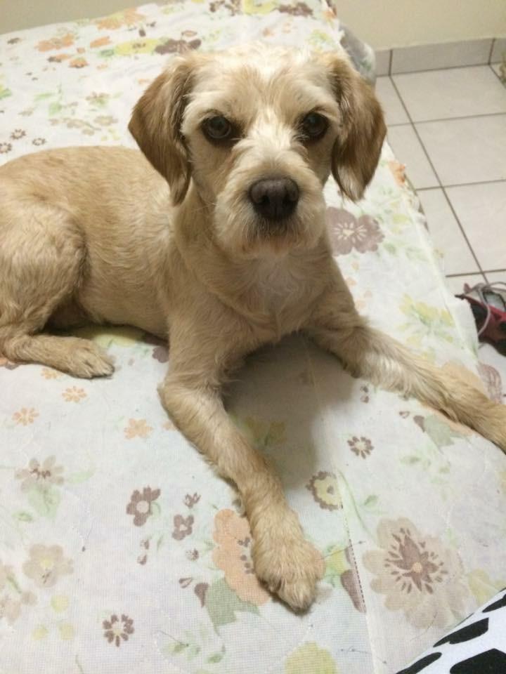 ESTRELLA