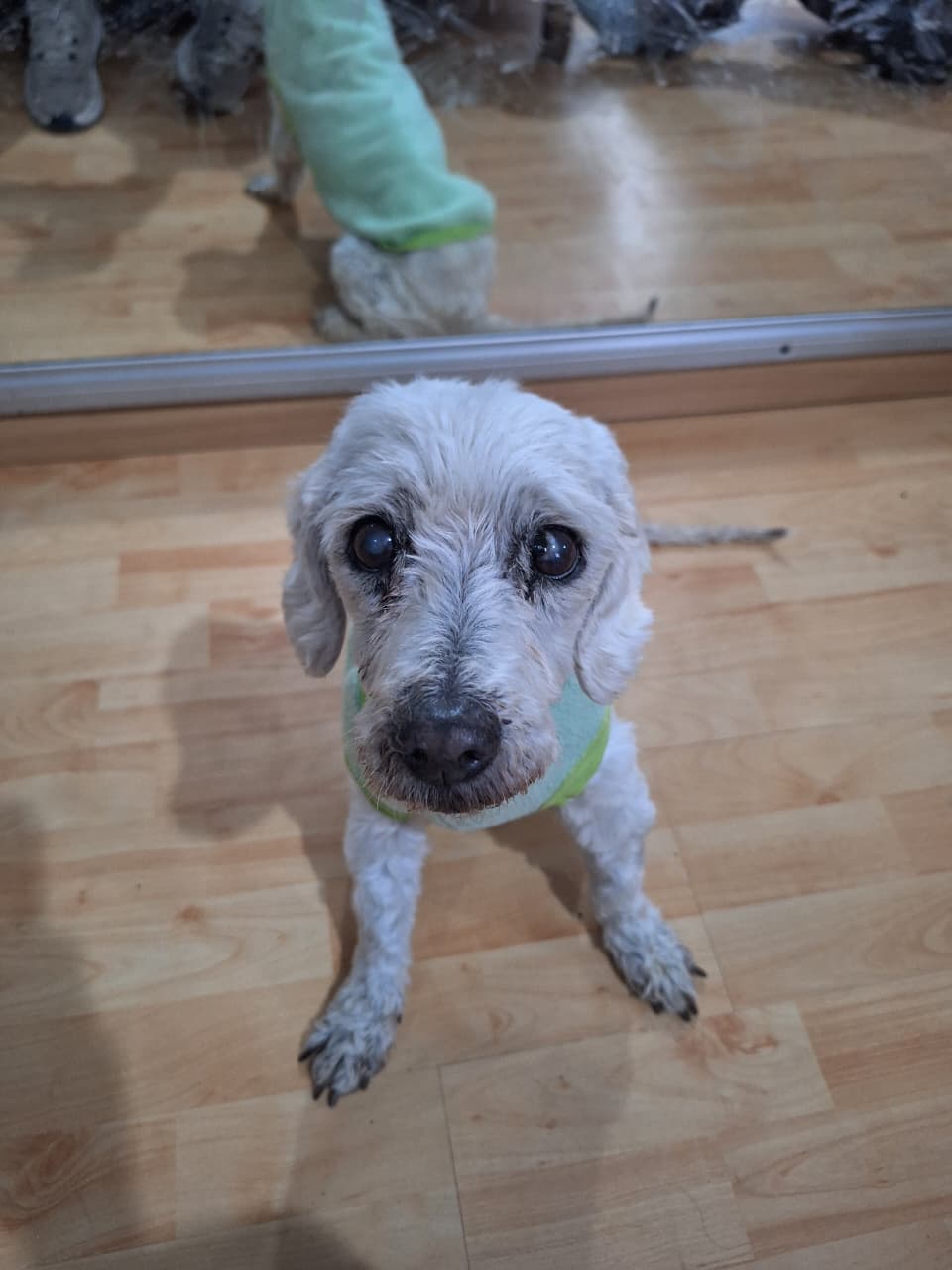 MIMI