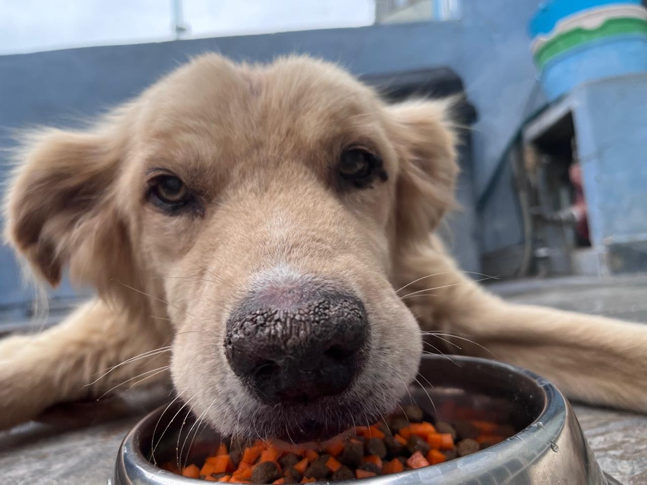 GÜERITO