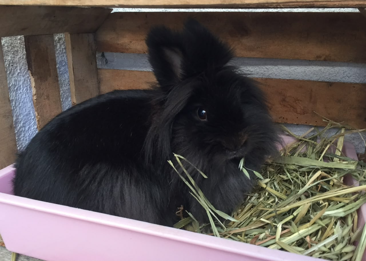 NEGRITO