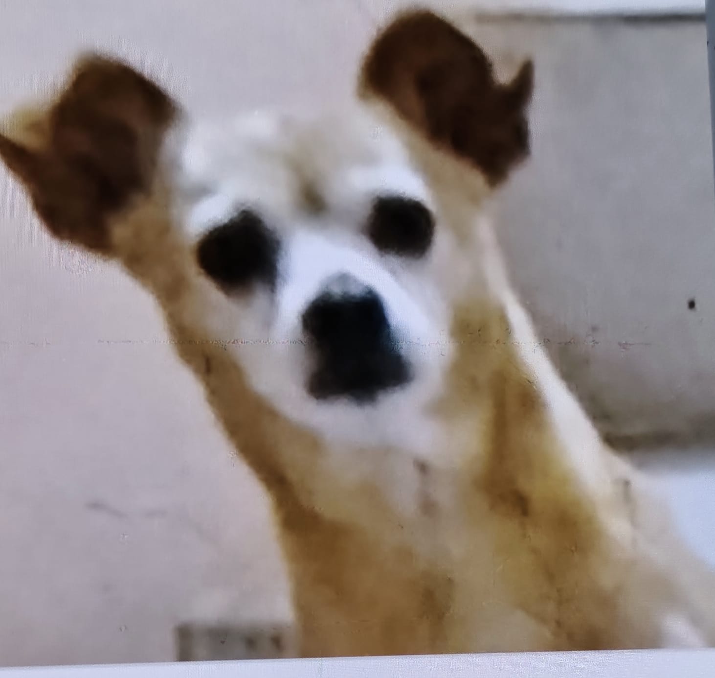 BAMBI