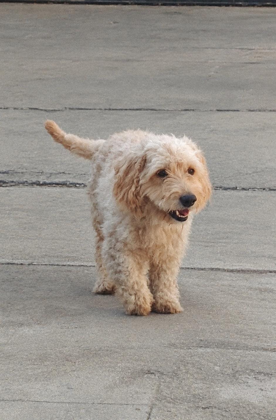 CANELO
