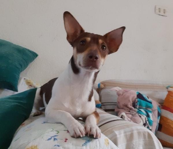 TOBY